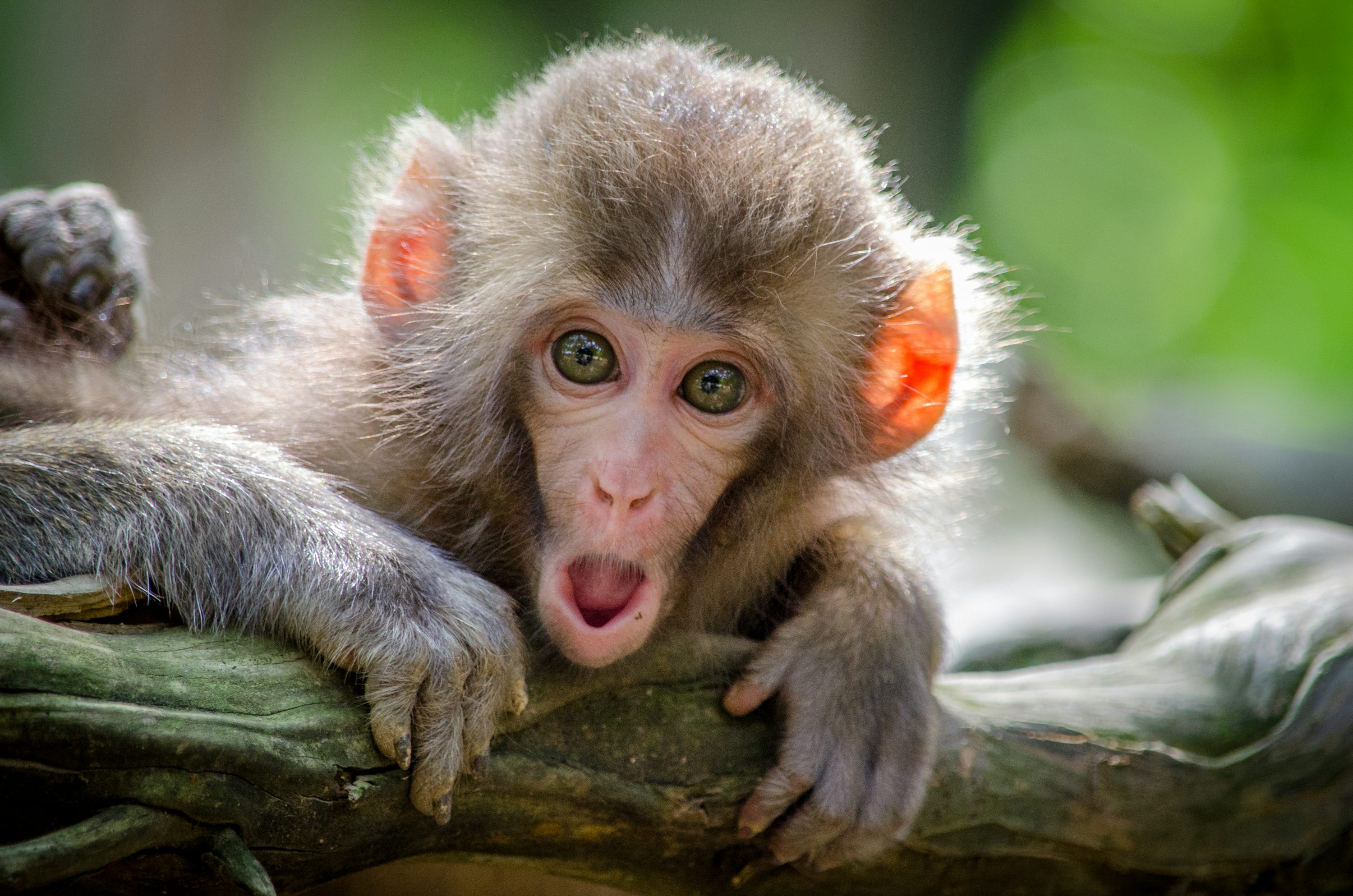 A monkey smiling