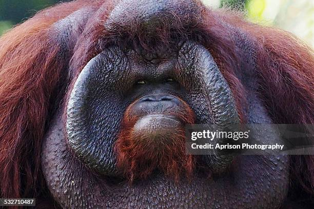 Orangutan